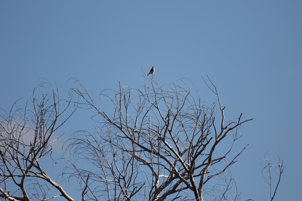 American Kestrel - ML611696740