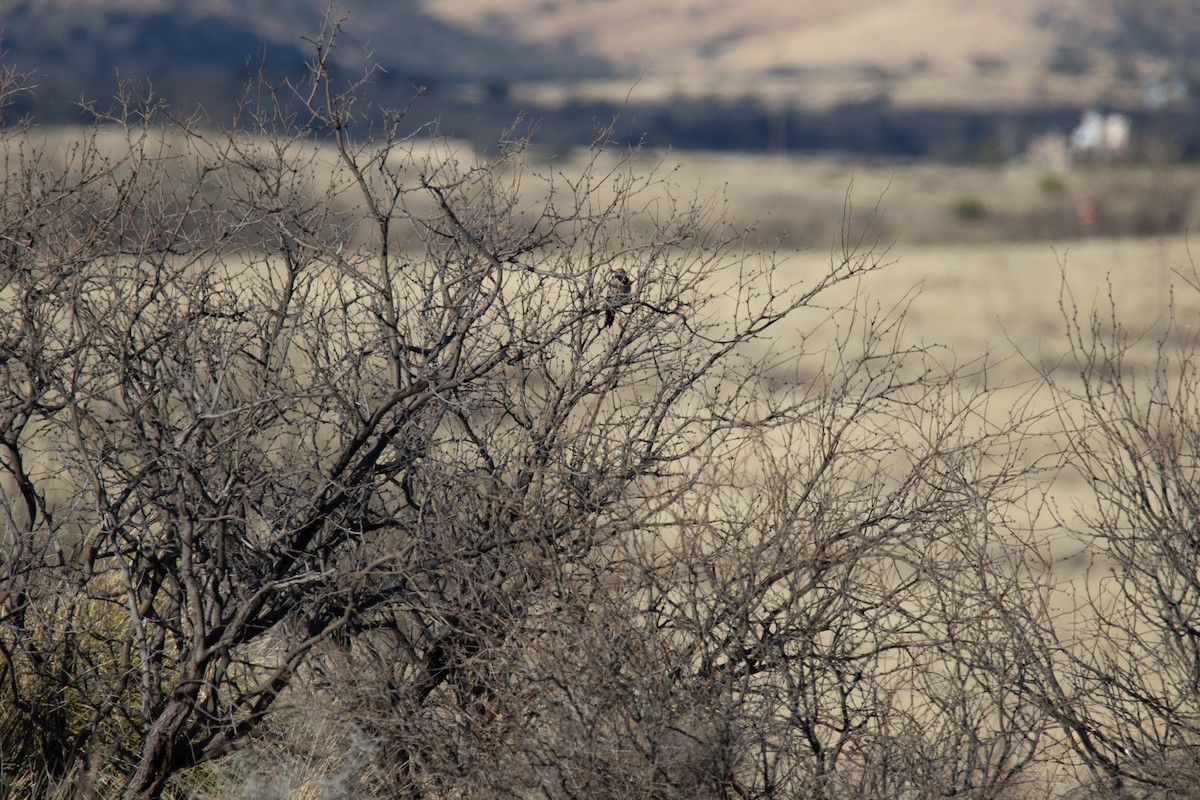 Northern Flicker - Nathan Ukens