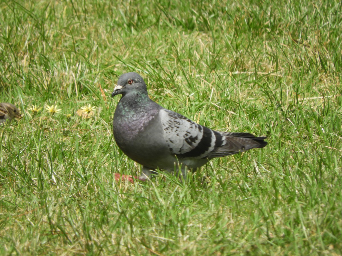 Rock Pigeon (Feral Pigeon) - ML611696843