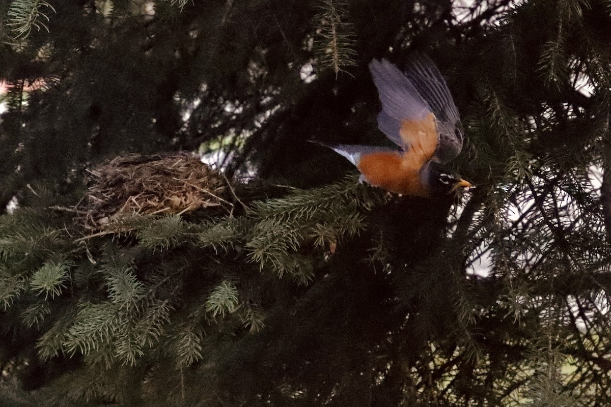 American Robin - ML611696855