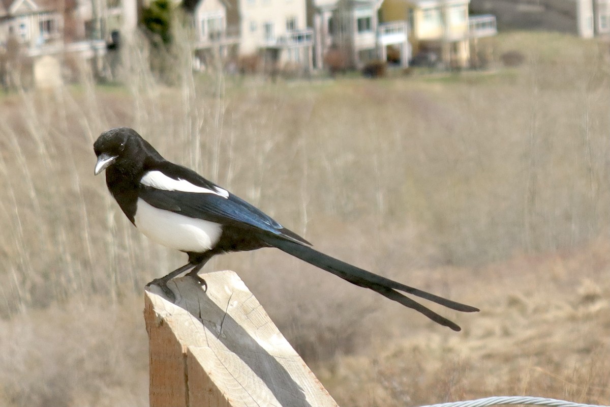 Black-billed Magpie - ML611696898