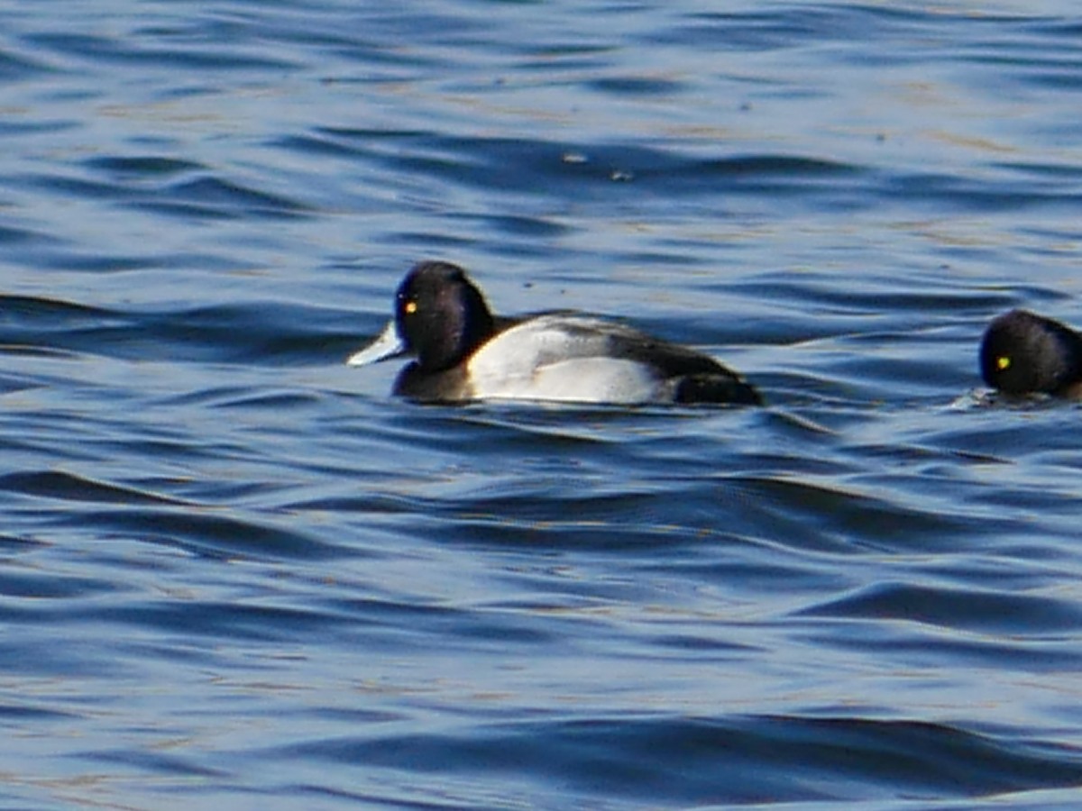 Lesser Scaup - ML611697299