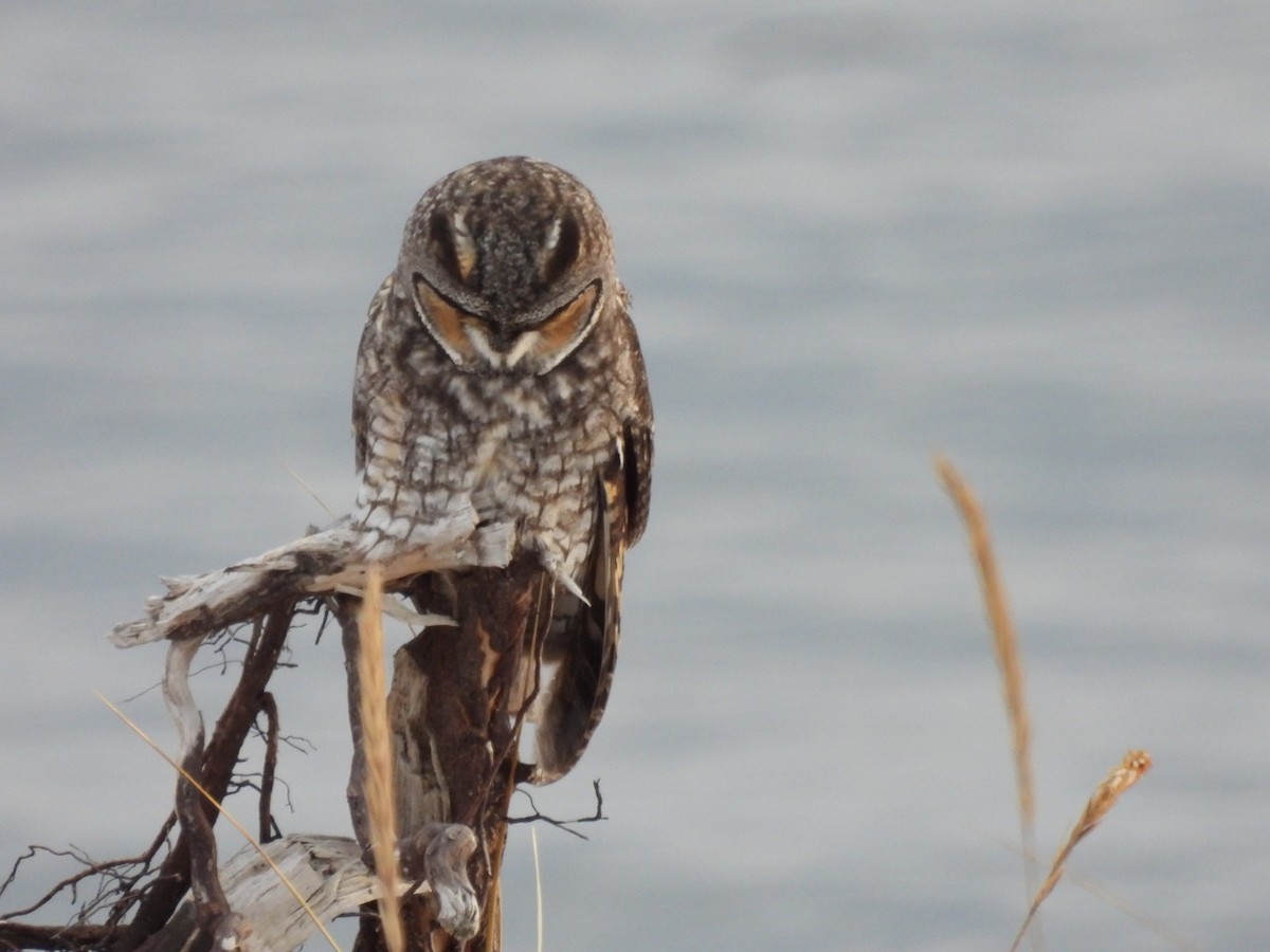 Long-eared Owl - Emmanuel Hains