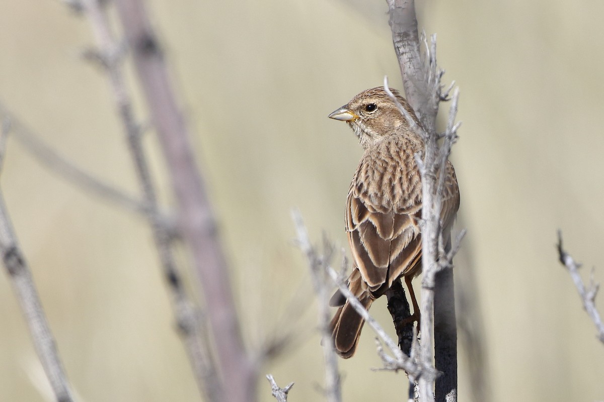 Lark-like Bunting - ML611697314