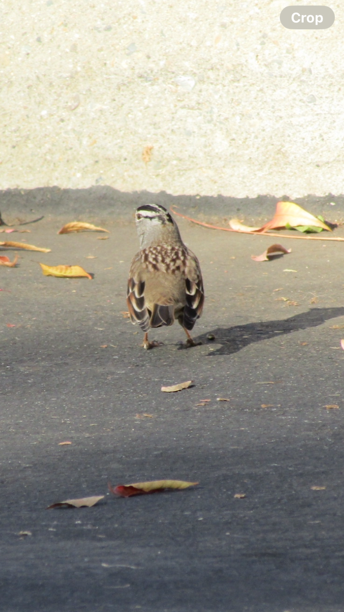 White-crowned Sparrow - Peggy Eubank