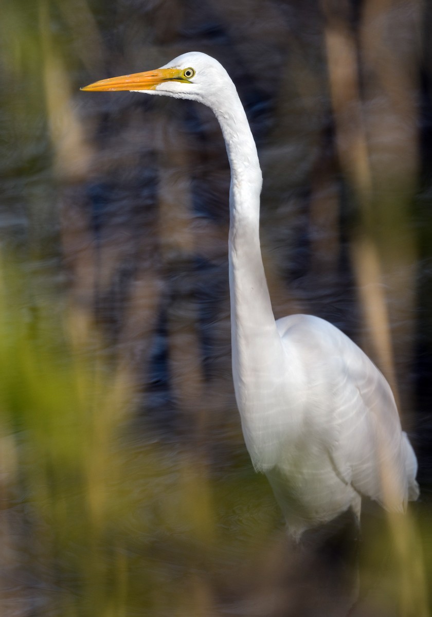 Great Egret - ML611697560