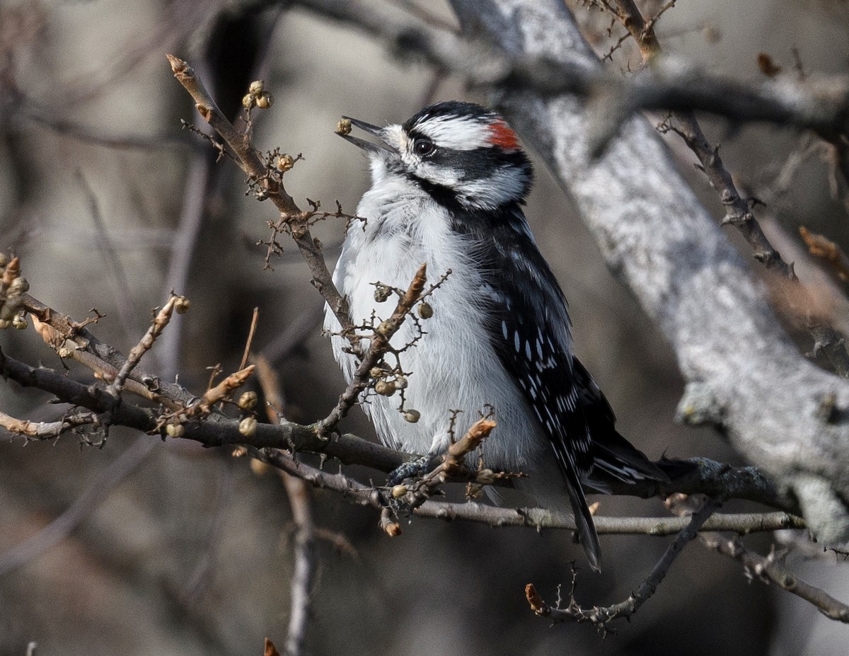 Downy Woodpecker - ML611697564