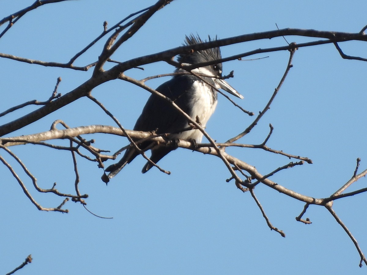 Belted Kingfisher - ML611697644