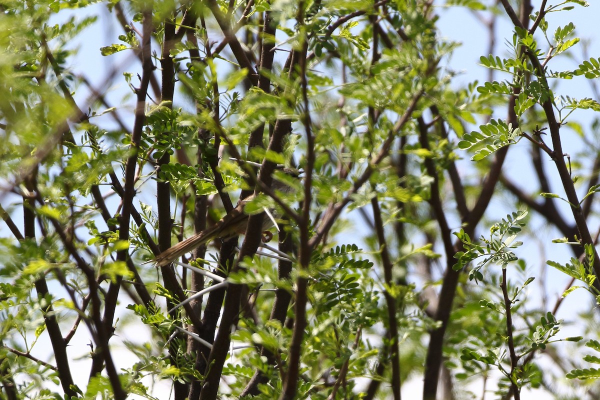 Apalis namaqua - ML611697669