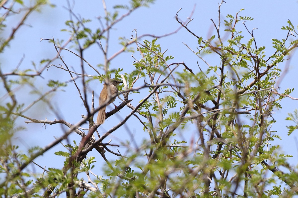 Apalis namaqua - ML611697670