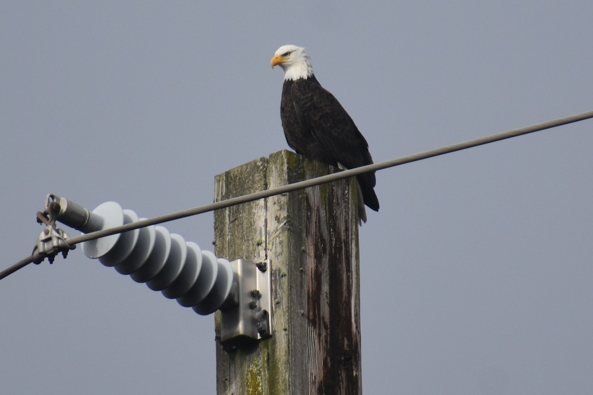 Bald Eagle - Bill Hubbard