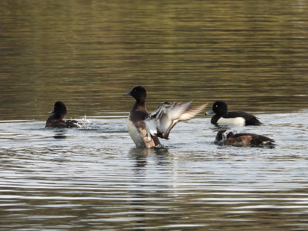 Tufted Duck - ML611697737