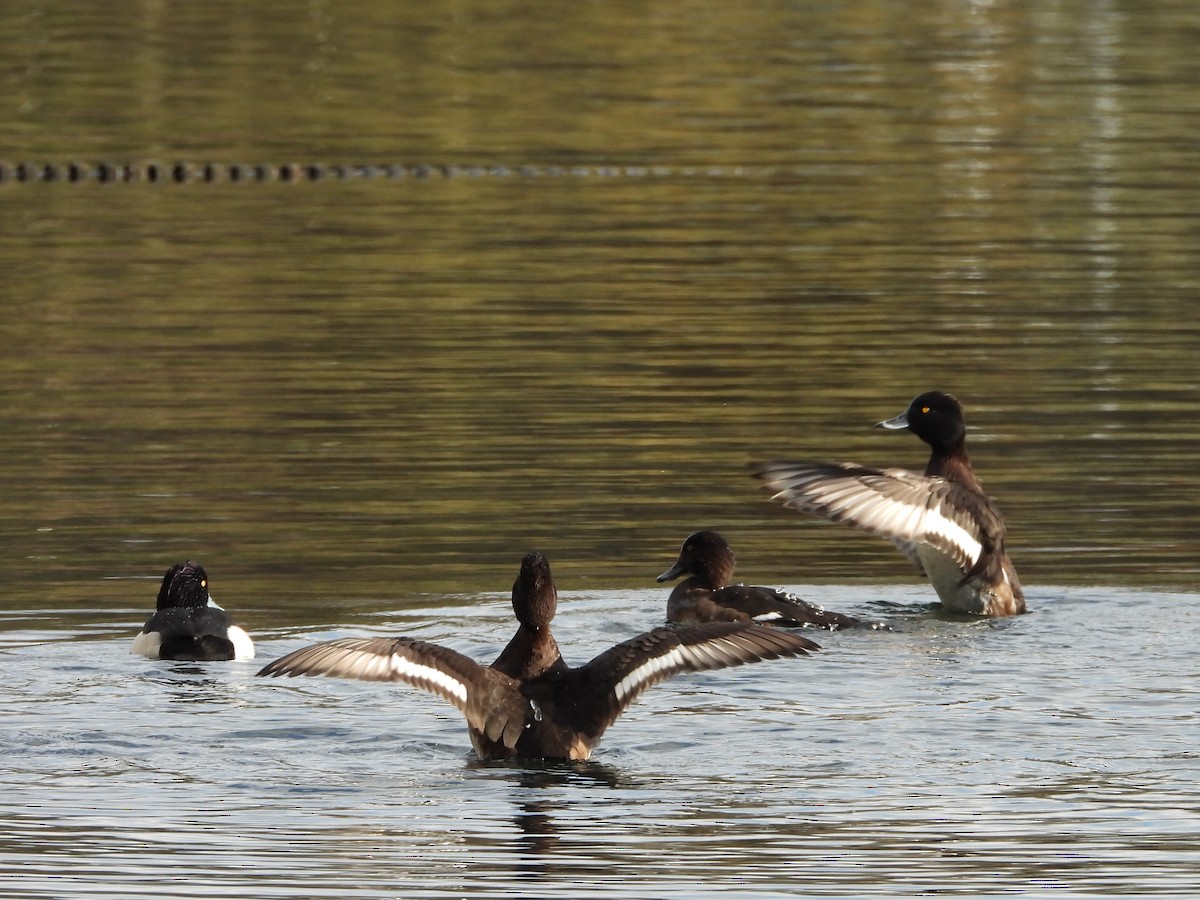 Tufted Duck - ML611697745