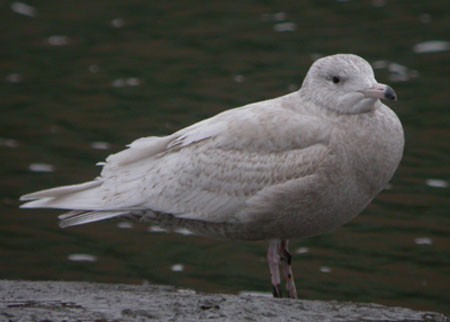 Glaucous Gull - ML611697748