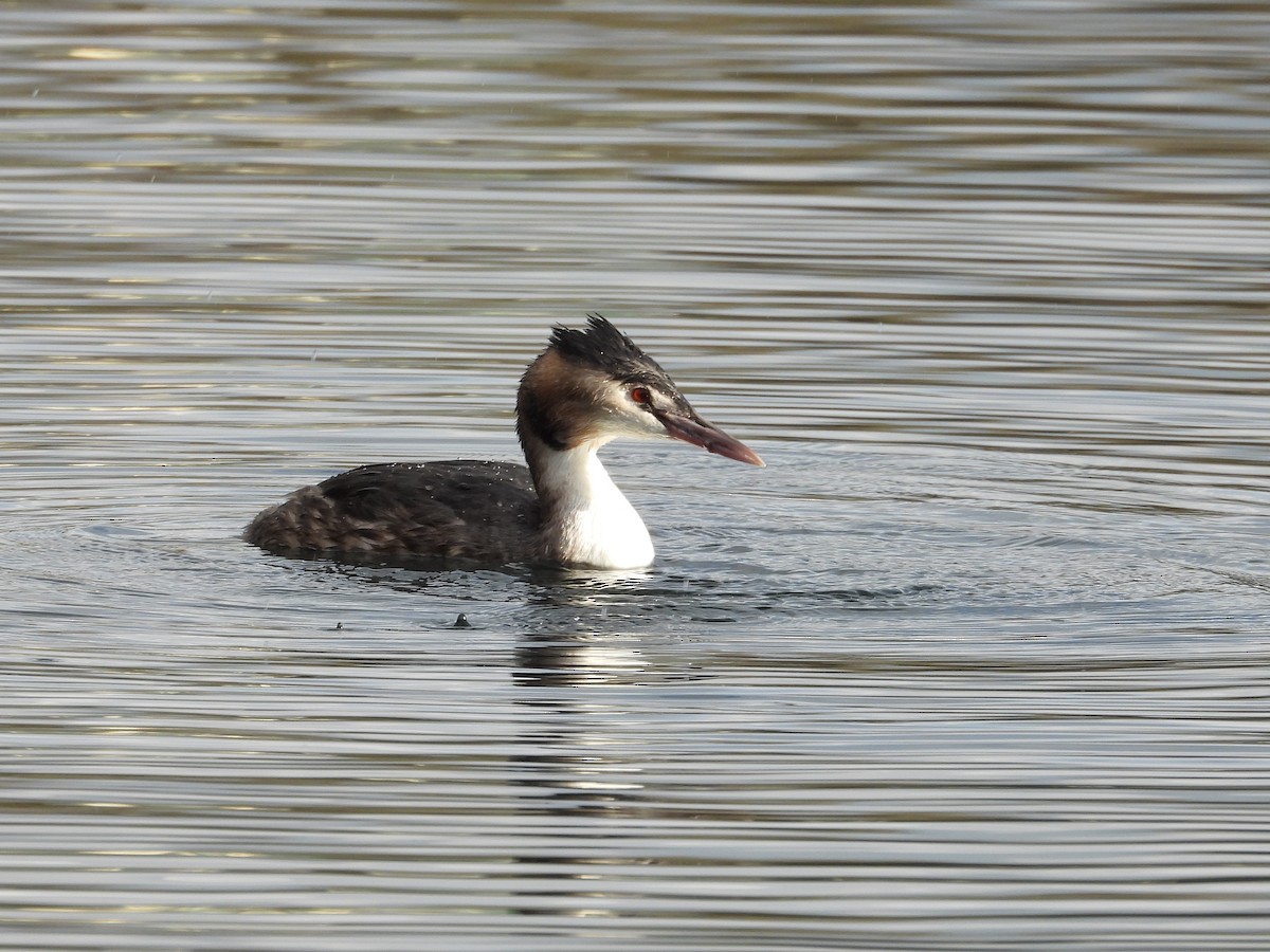 Great Crested Grebe - ML611697815