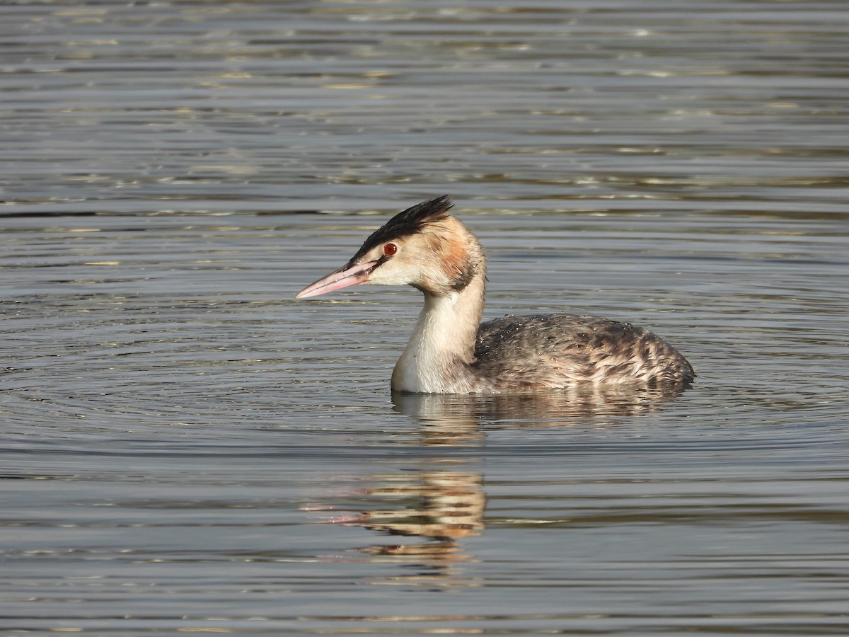 Great Crested Grebe - ML611697829