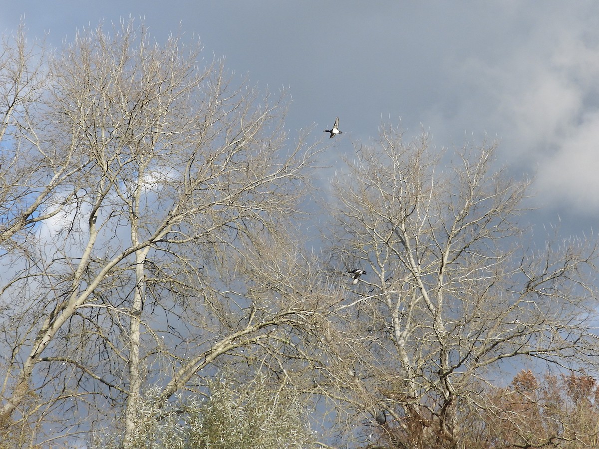 Tufted Duck - ML611697858