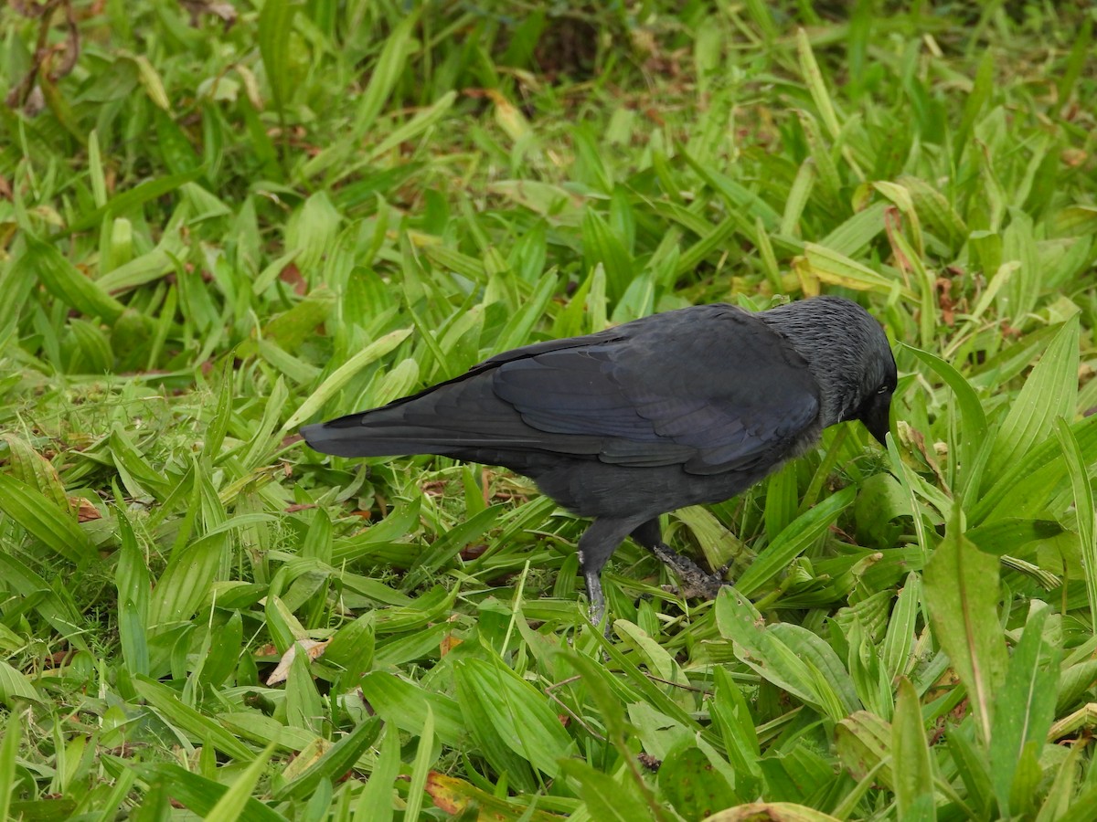 Eurasian Jackdaw - ML611697872