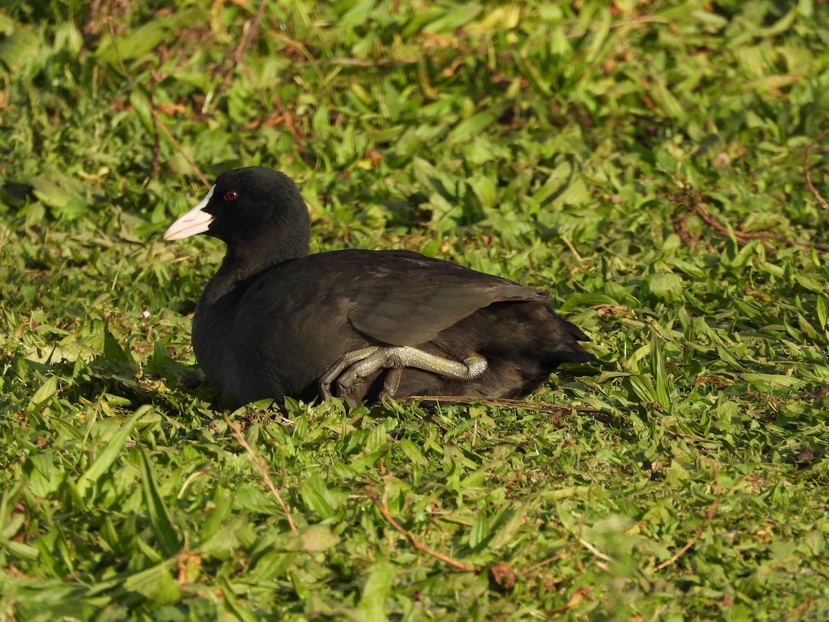 Eurasian Coot - ML611697899