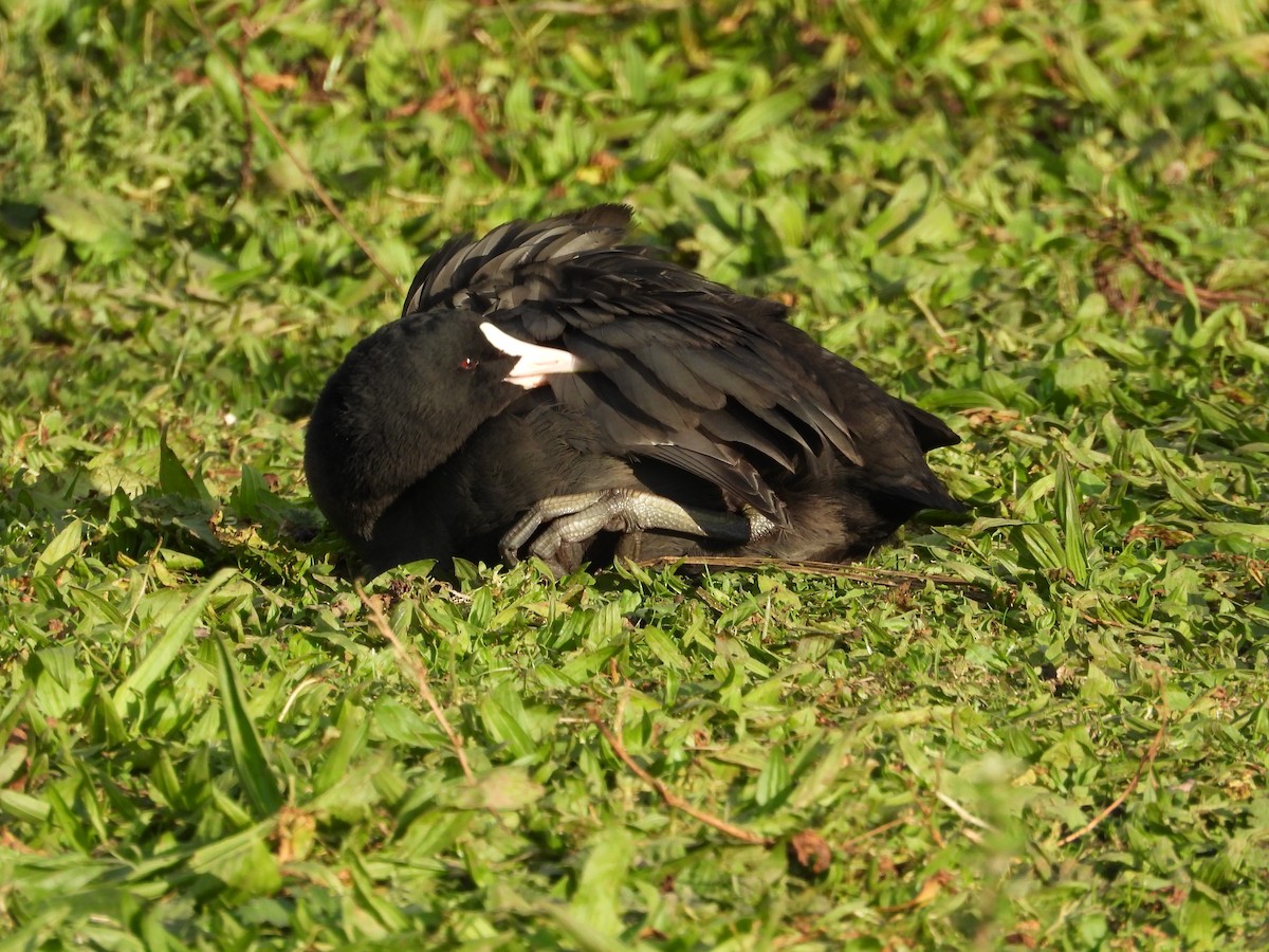 Eurasian Coot - ML611697900