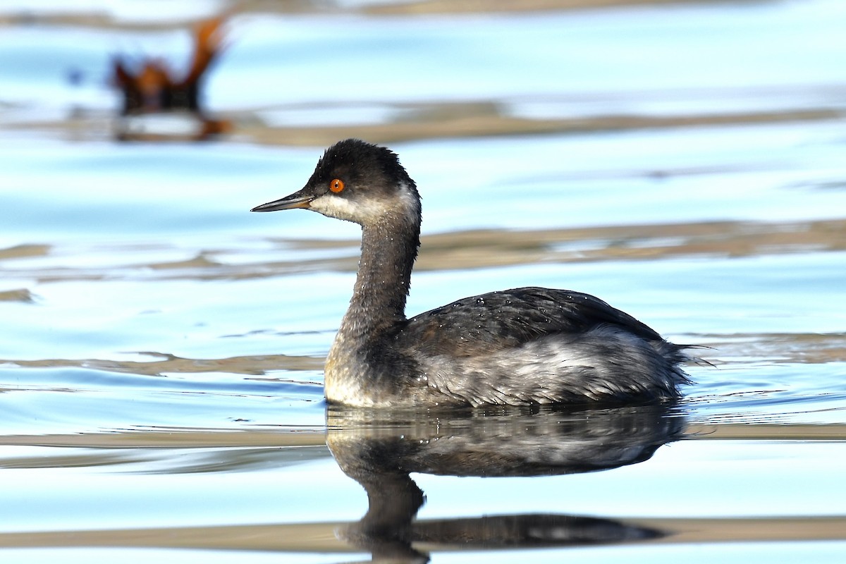 Eared Grebe - ML611698057