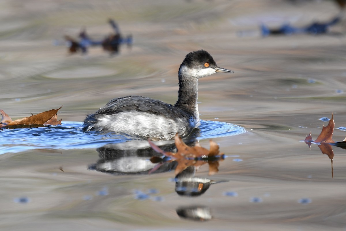 Eared Grebe - ML611698058