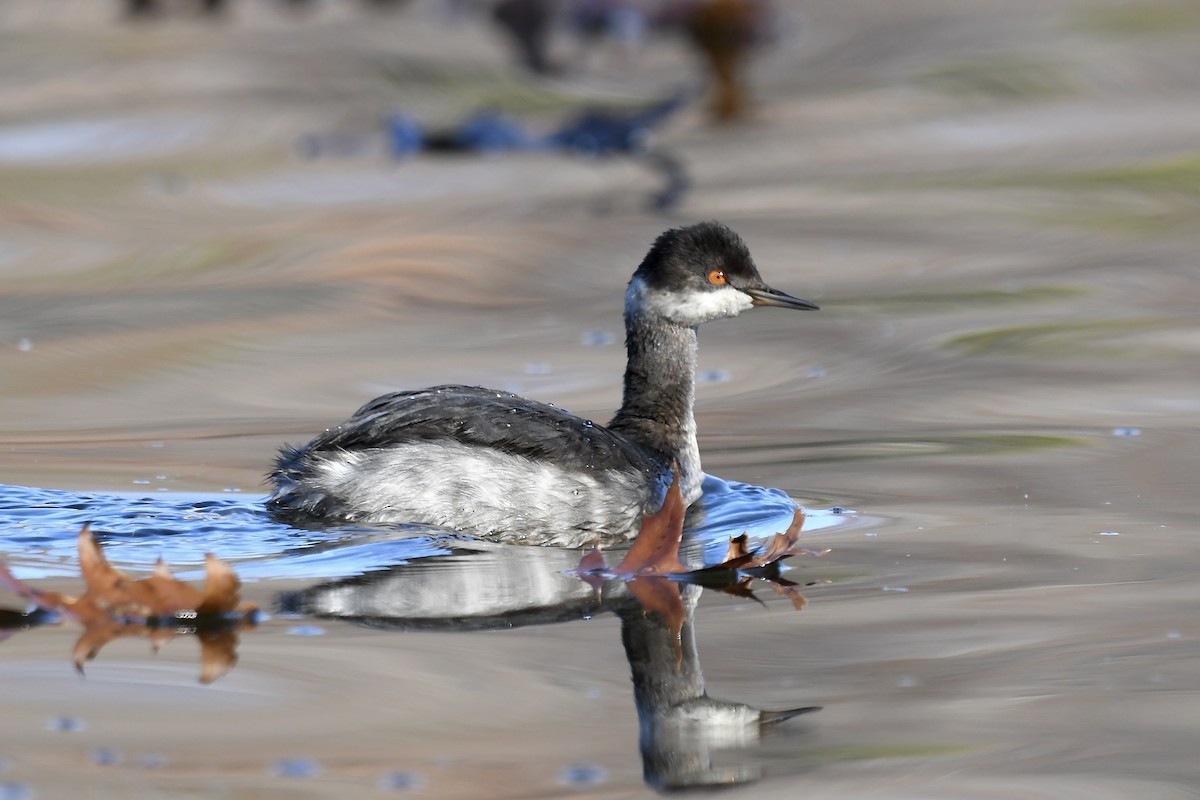 Eared Grebe - ML611698061