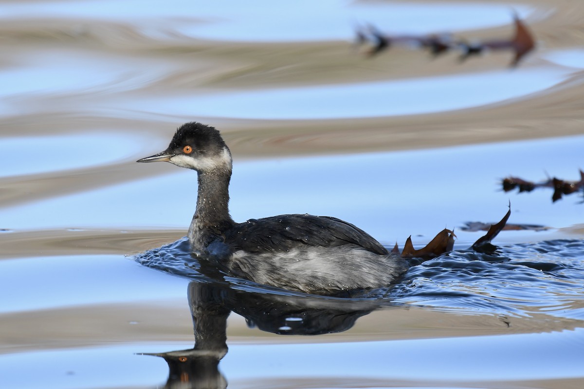 Eared Grebe - ML611698064