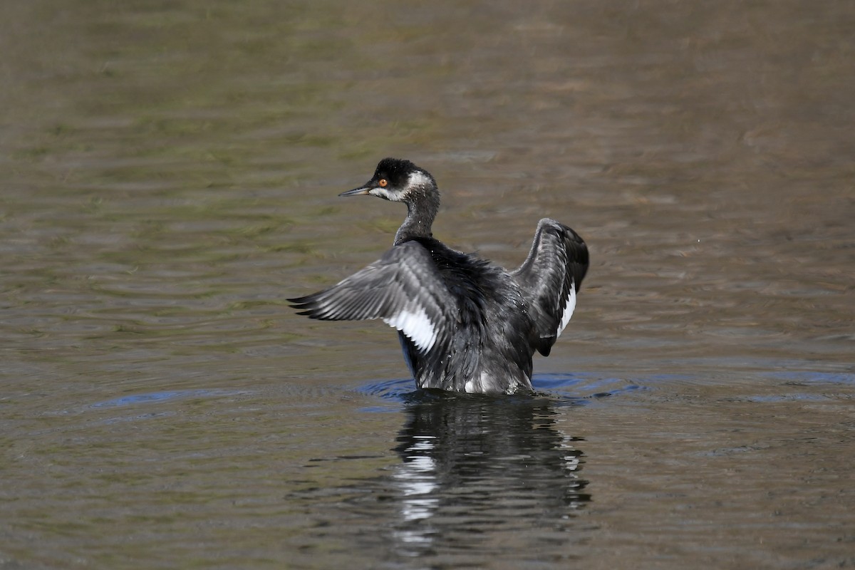 Eared Grebe - ML611698073