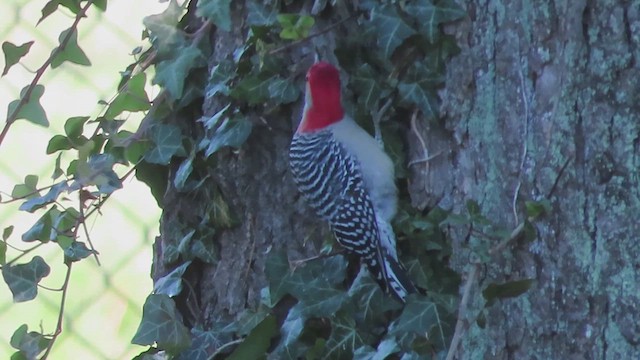 Red-bellied Woodpecker - ML611698105