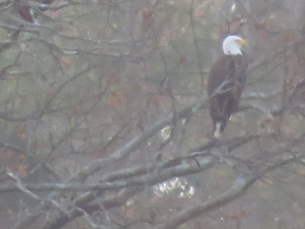 Bald Eagle - ML611698197