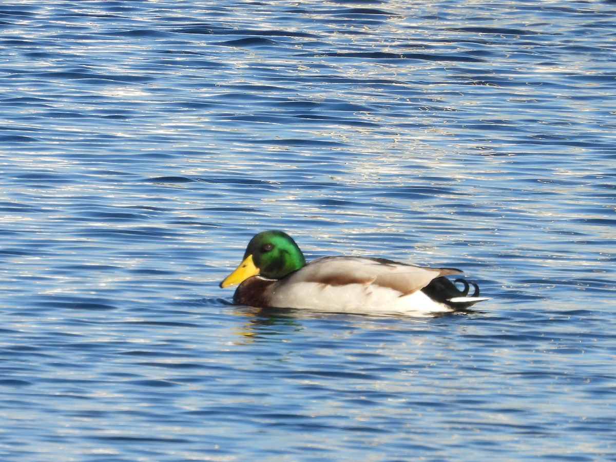 Mallard - ML611698219