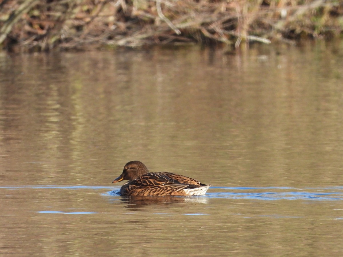 Mallard - ML611698223