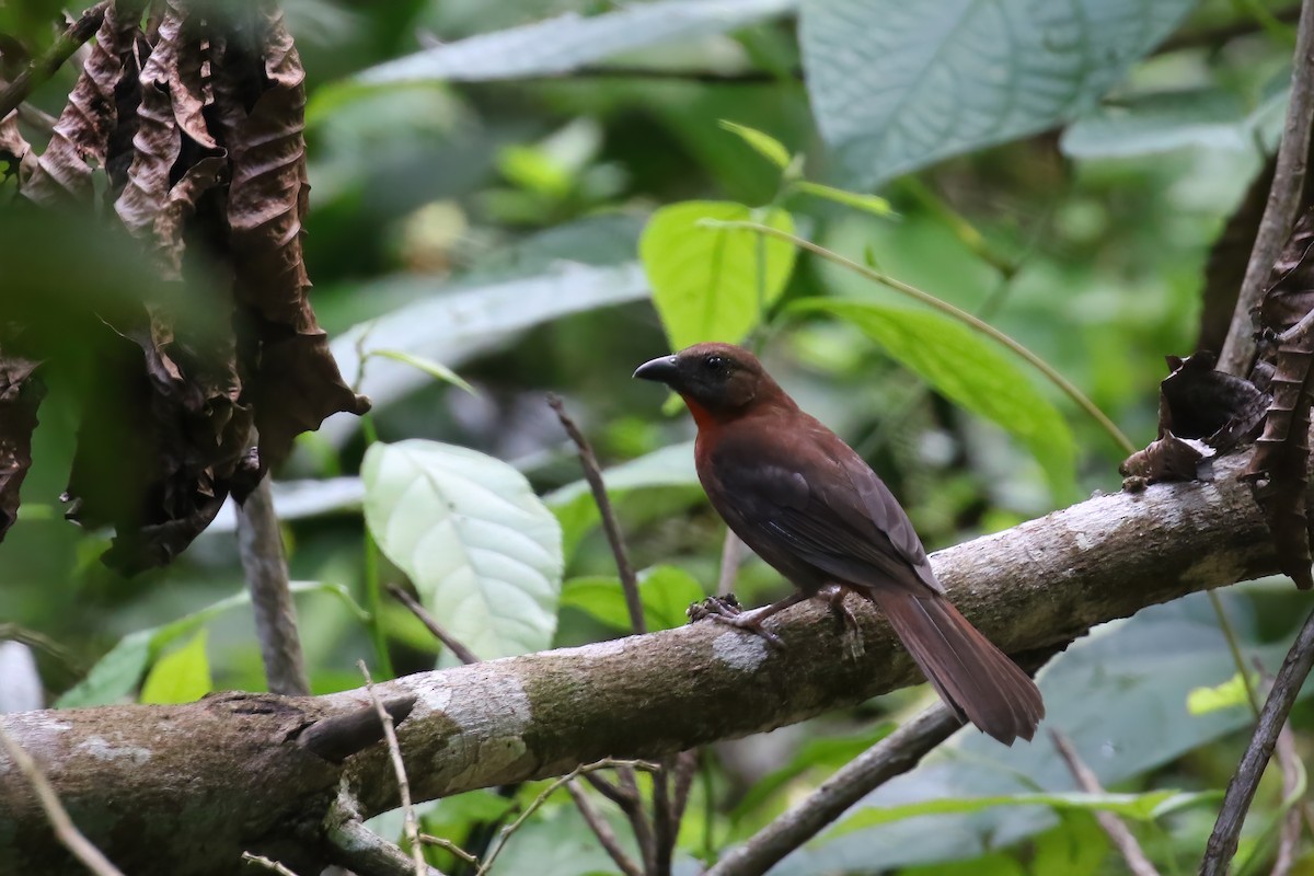 Red-throated Ant-Tanager (Red-throated) - Greg Scyphers