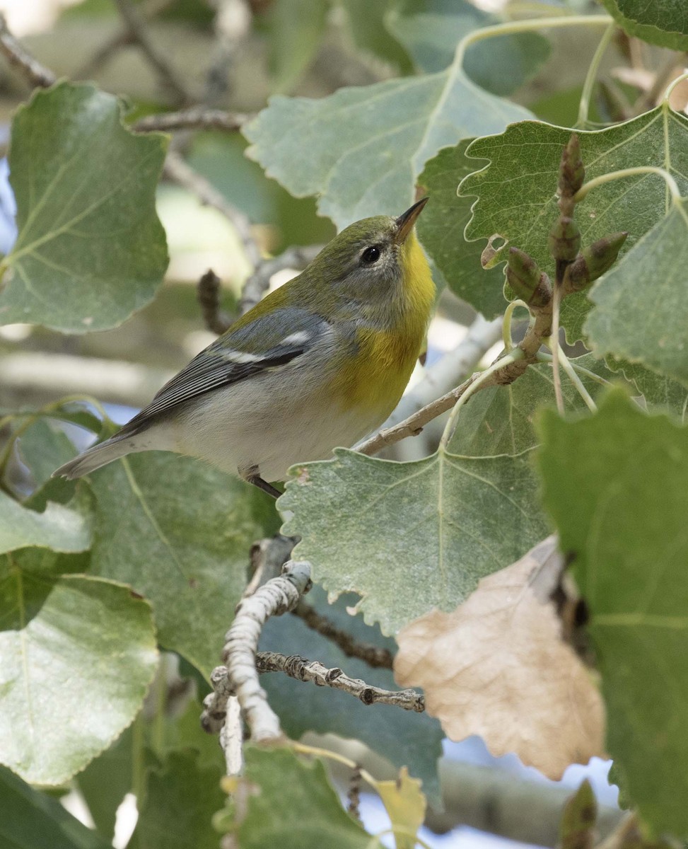 Northern Parula - Andy Moore