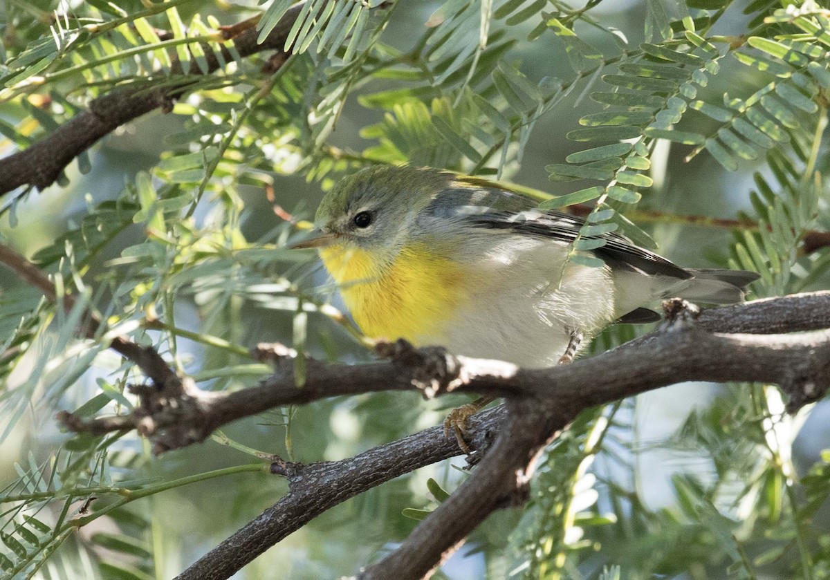 Northern Parula - Andy Moore