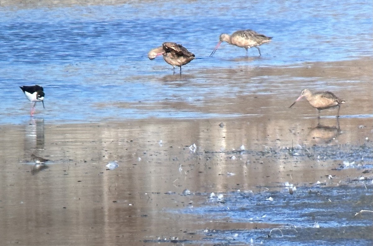 Marbled Godwit - ML611698666