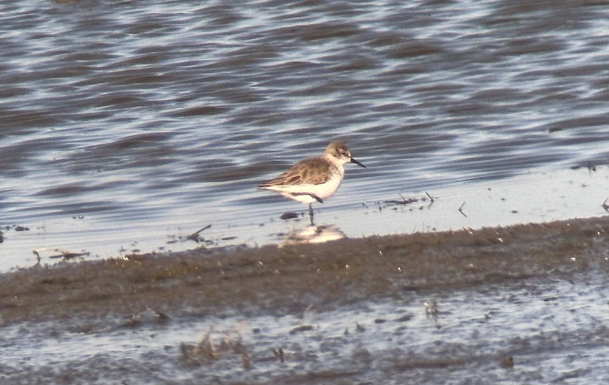 Western Sandpiper - ML611698670