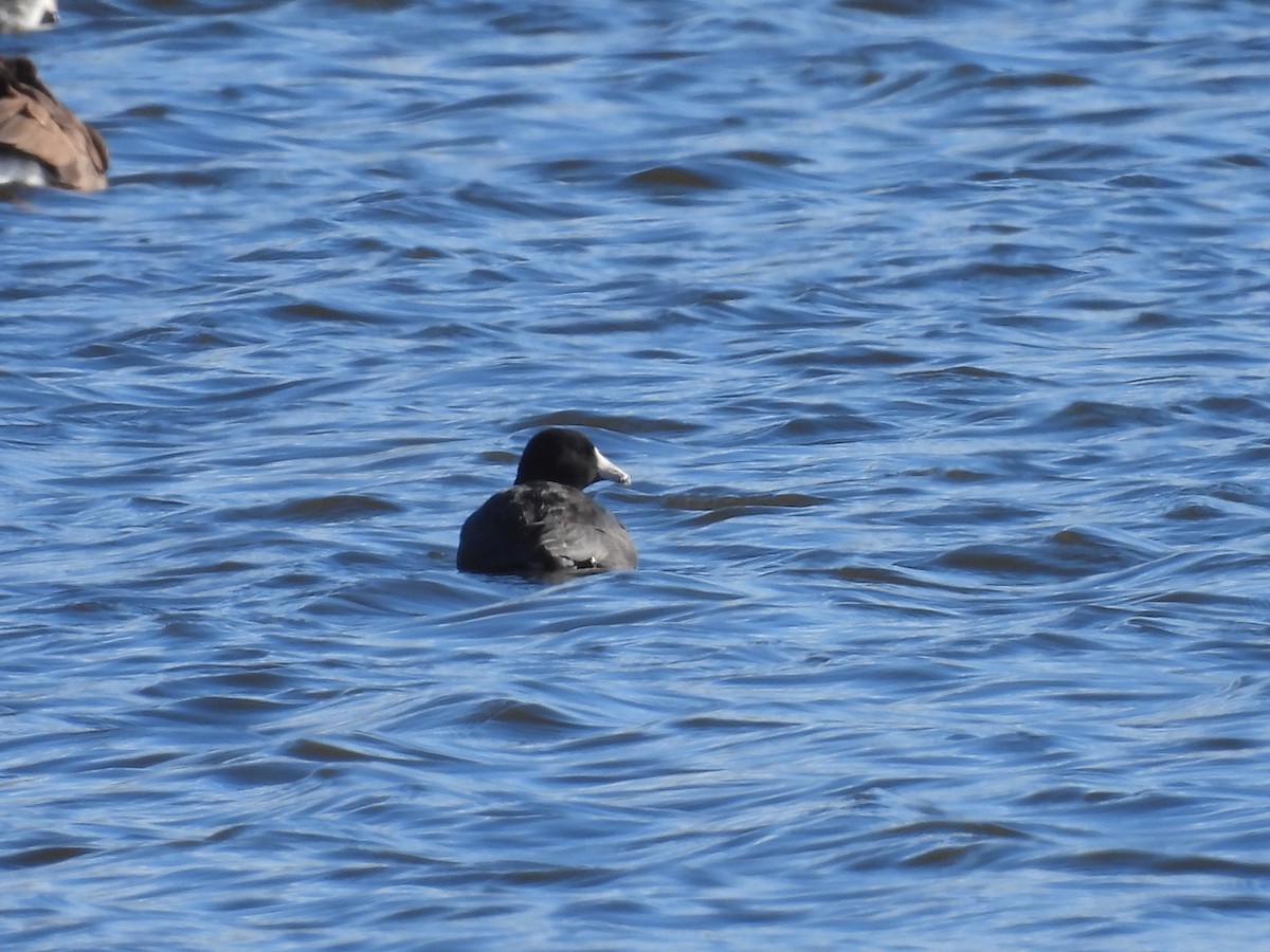 American Coot - ML611698672