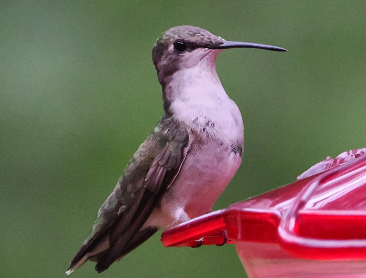 Ruby-throated Hummingbird - John Felton