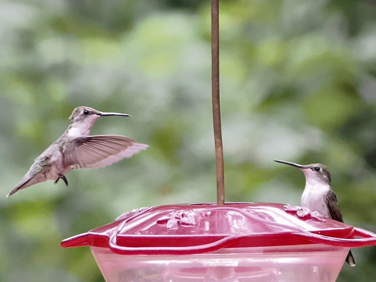 Ruby-throated Hummingbird - John Felton
