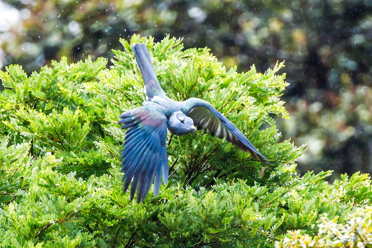 Cuckoo-roller - graichen & recer
