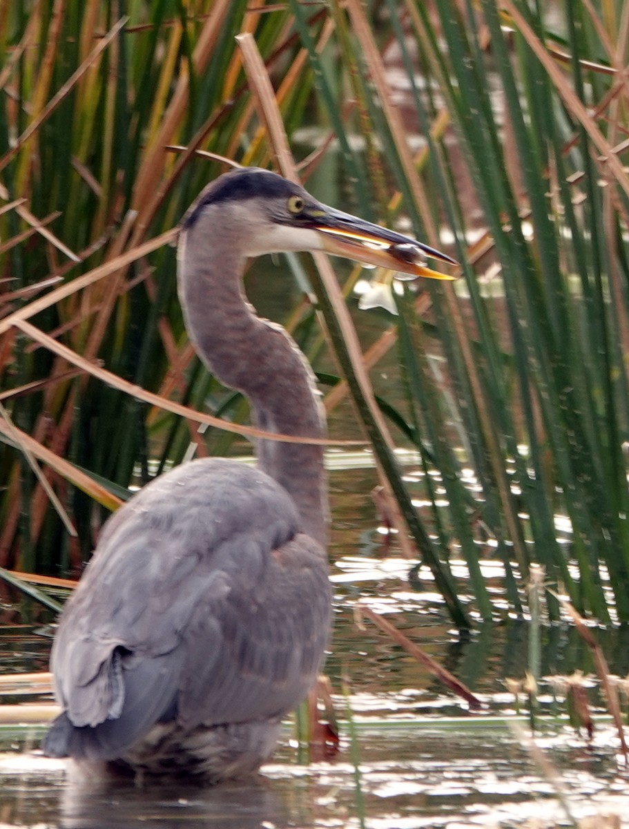 Great Blue Heron - ML611698811