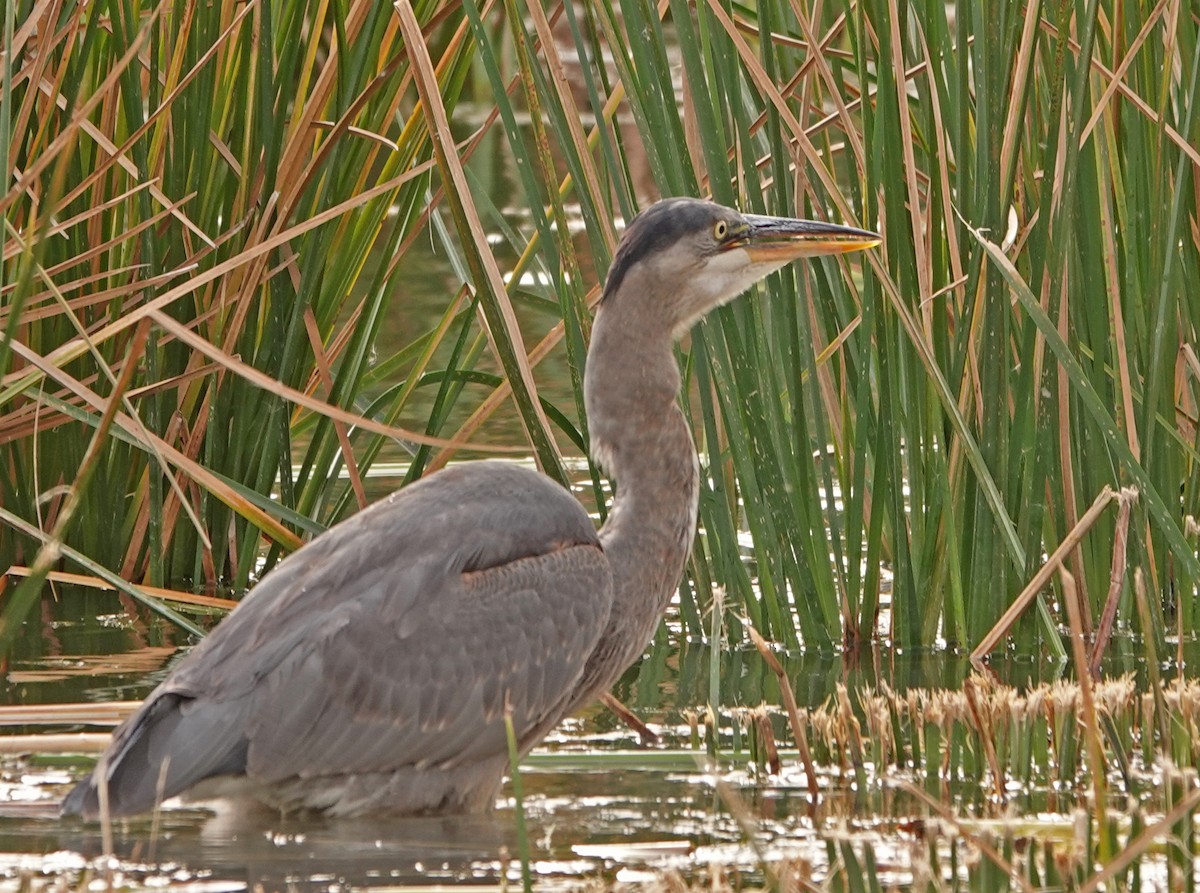 Great Blue Heron - ML611698812