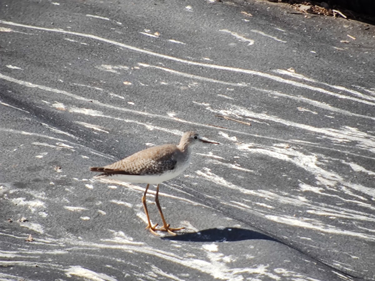 Lesser Yellowlegs - ML611698818