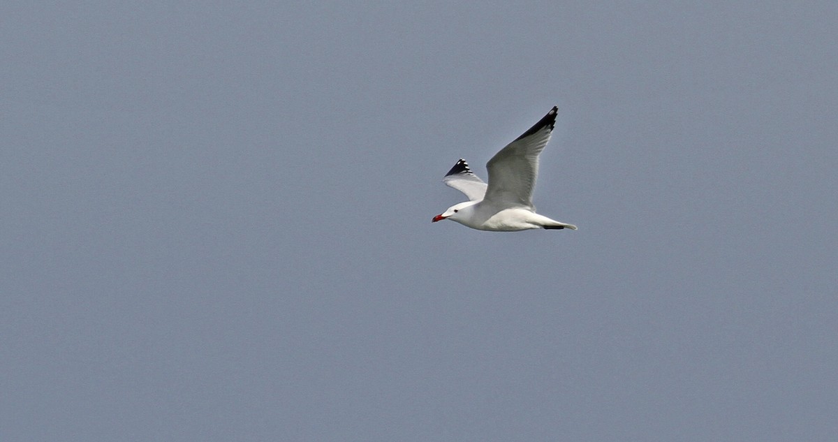 Gaviota de Audouin - ML611698827