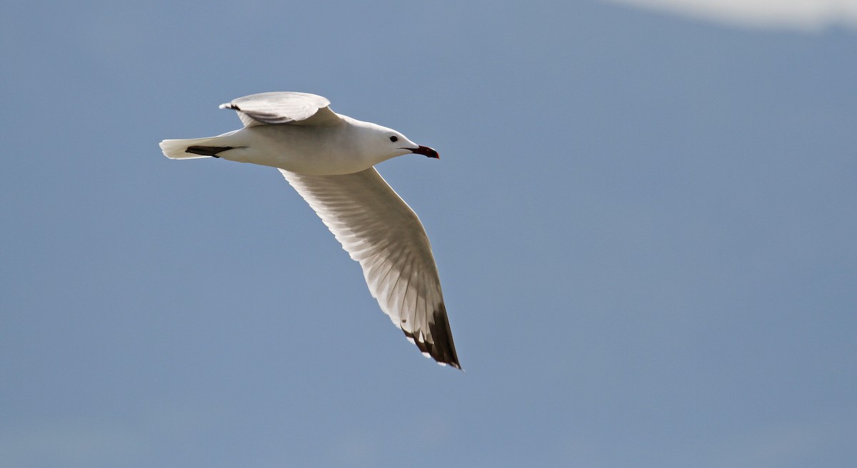 Audouin's Gull - ML611698834