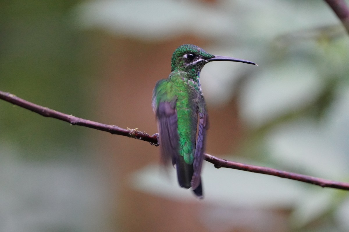 kolibřík andský - ML611698835