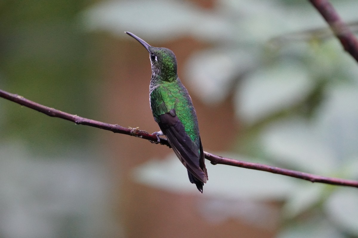 kolibřík andský - ML611698838