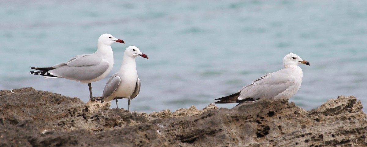 Gaviota de Audouin - ML611698839